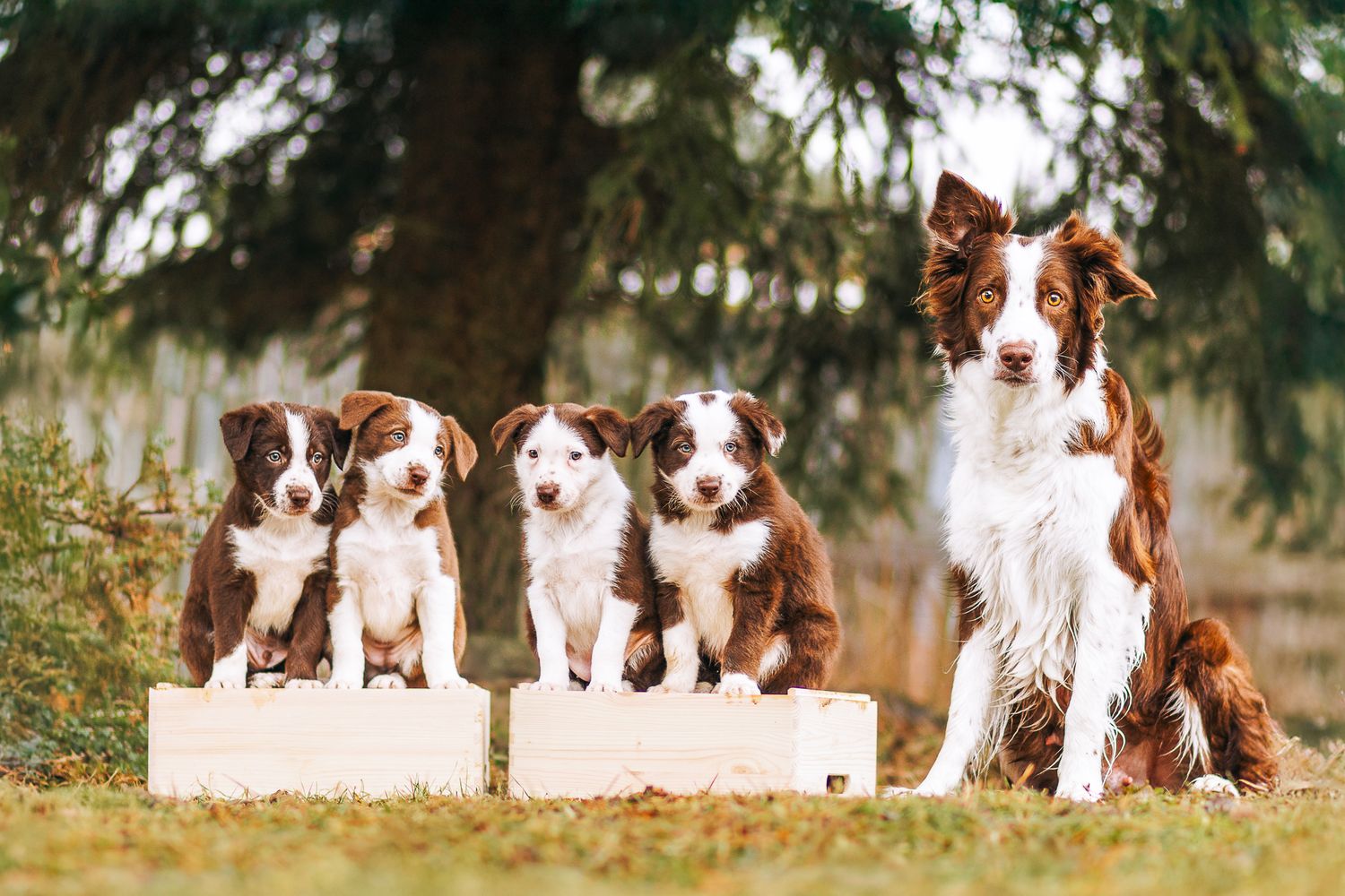 Bordercollie pentue