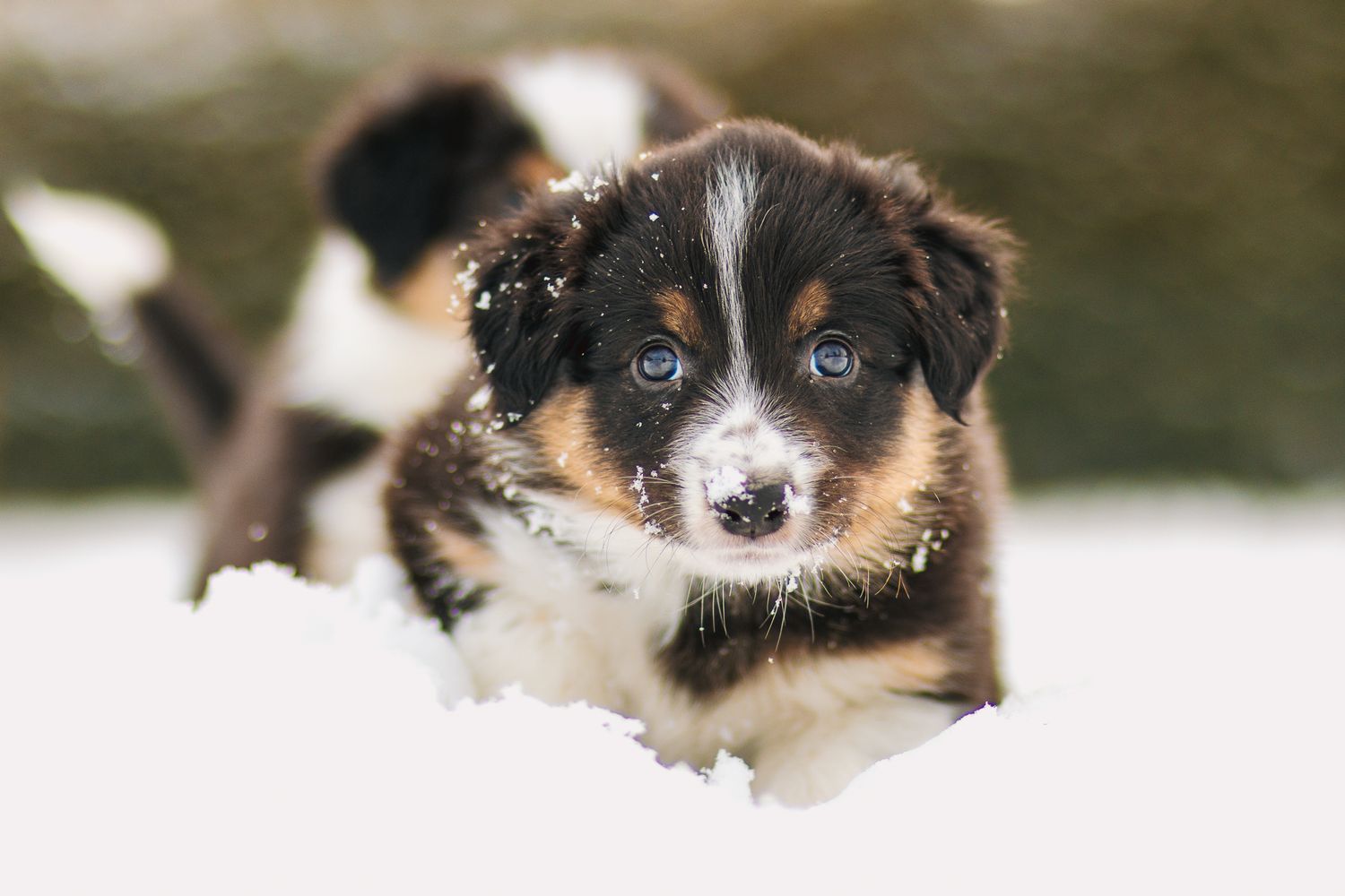 Bordercollie pentu