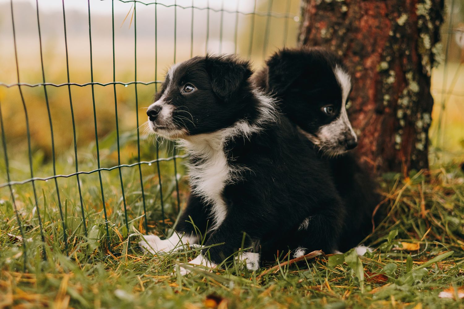 Bordercollie pentuja