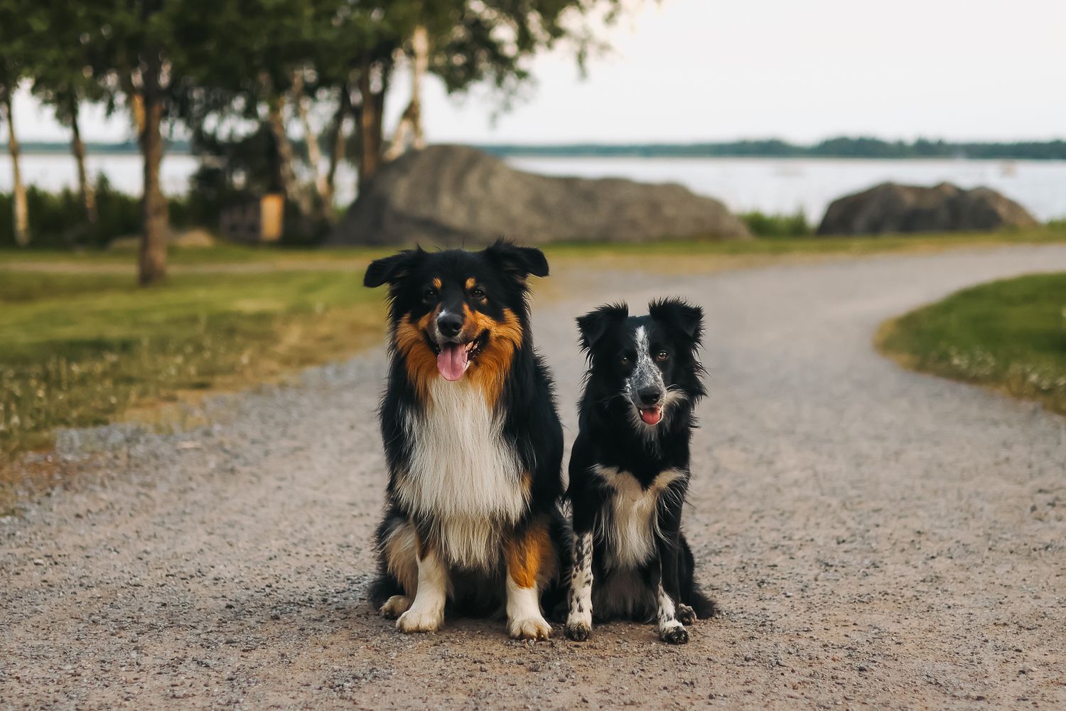 Australianpaimenkoira ja bordercollie kaverikuva