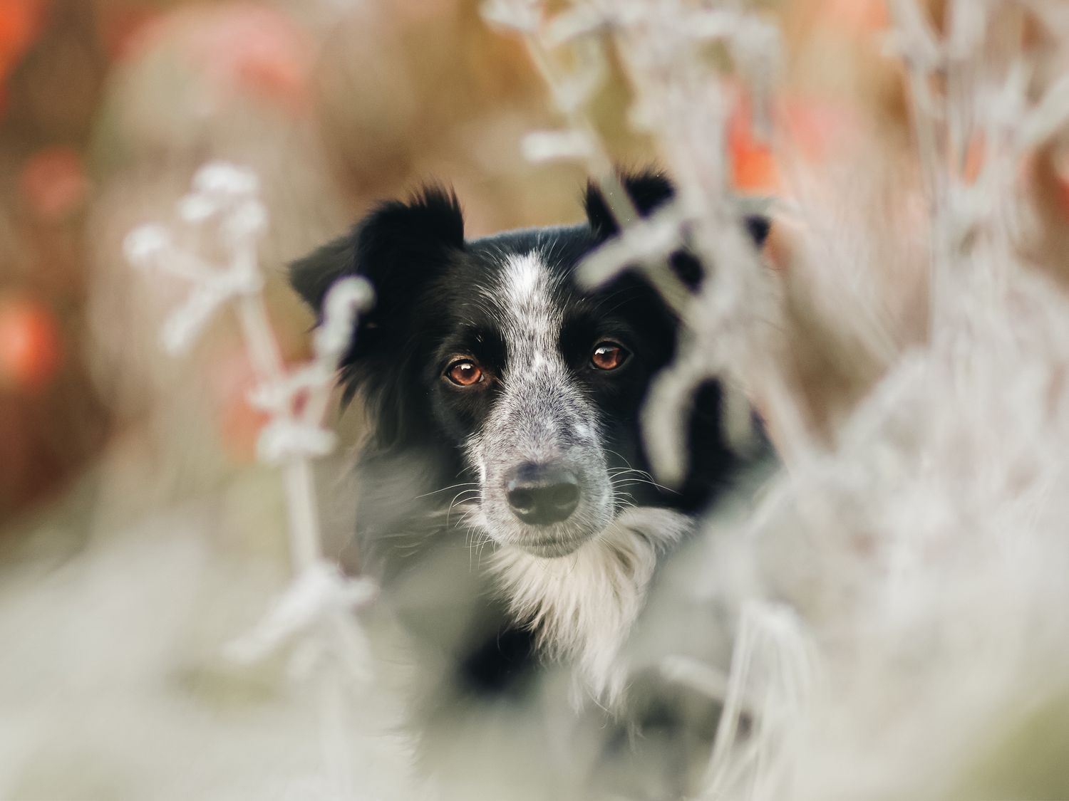 Bordercollie kasvokuva