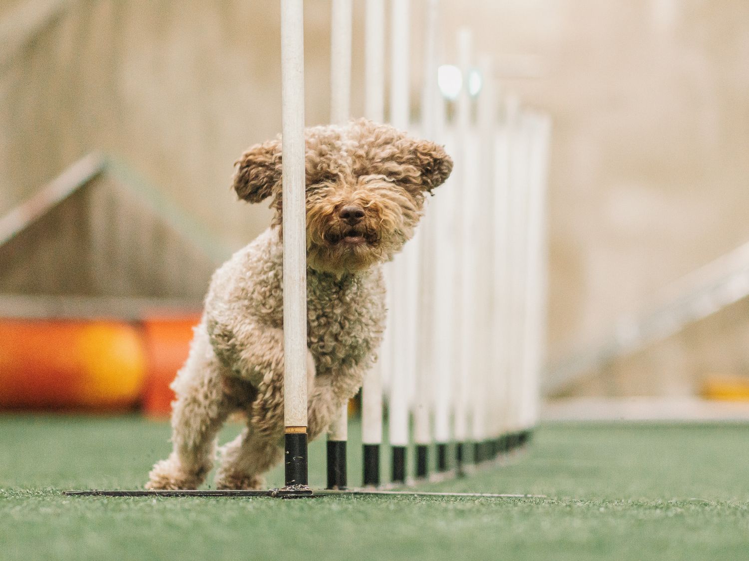 Lagotto romagnolo pujottelee agility-keppejä
