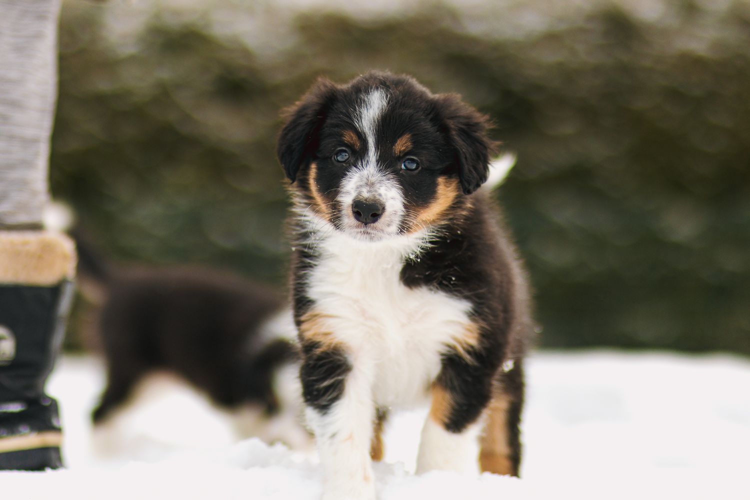 Bordercollie pentu