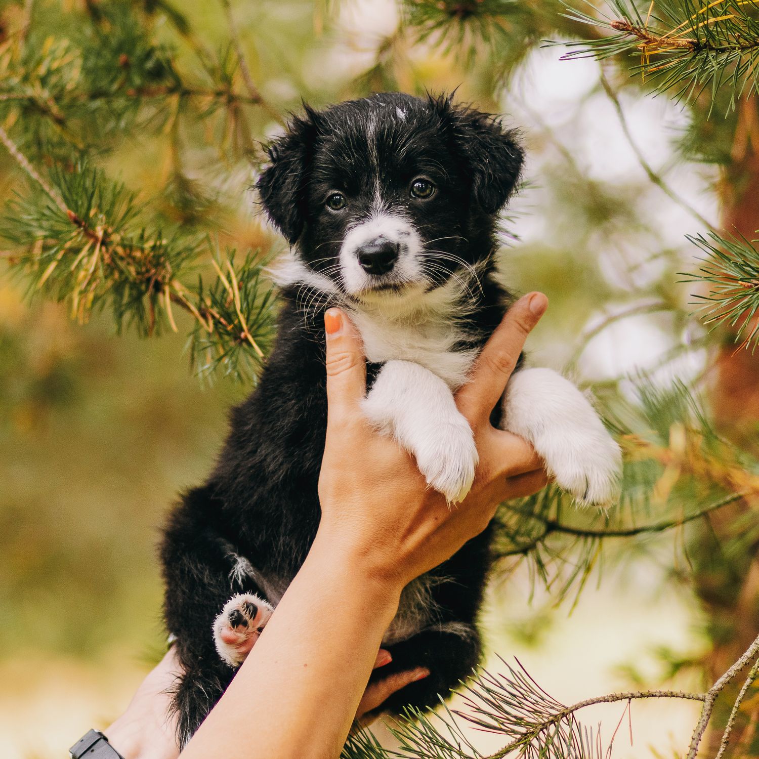 Bordercollie pentu