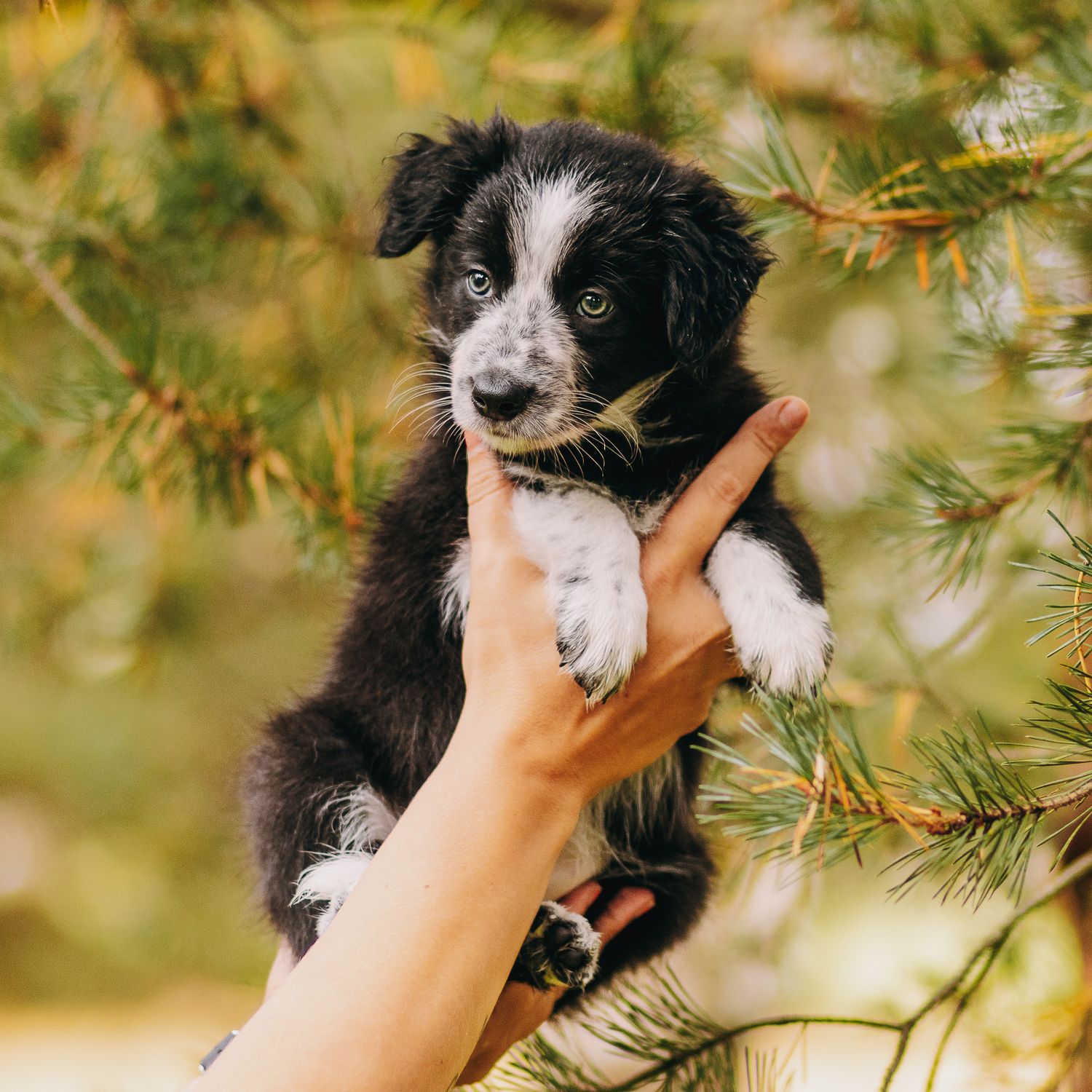 Bordercollie pentu