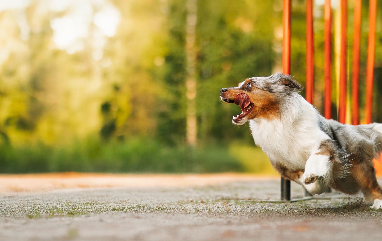 Pieniamerikanpaimenkoira agility