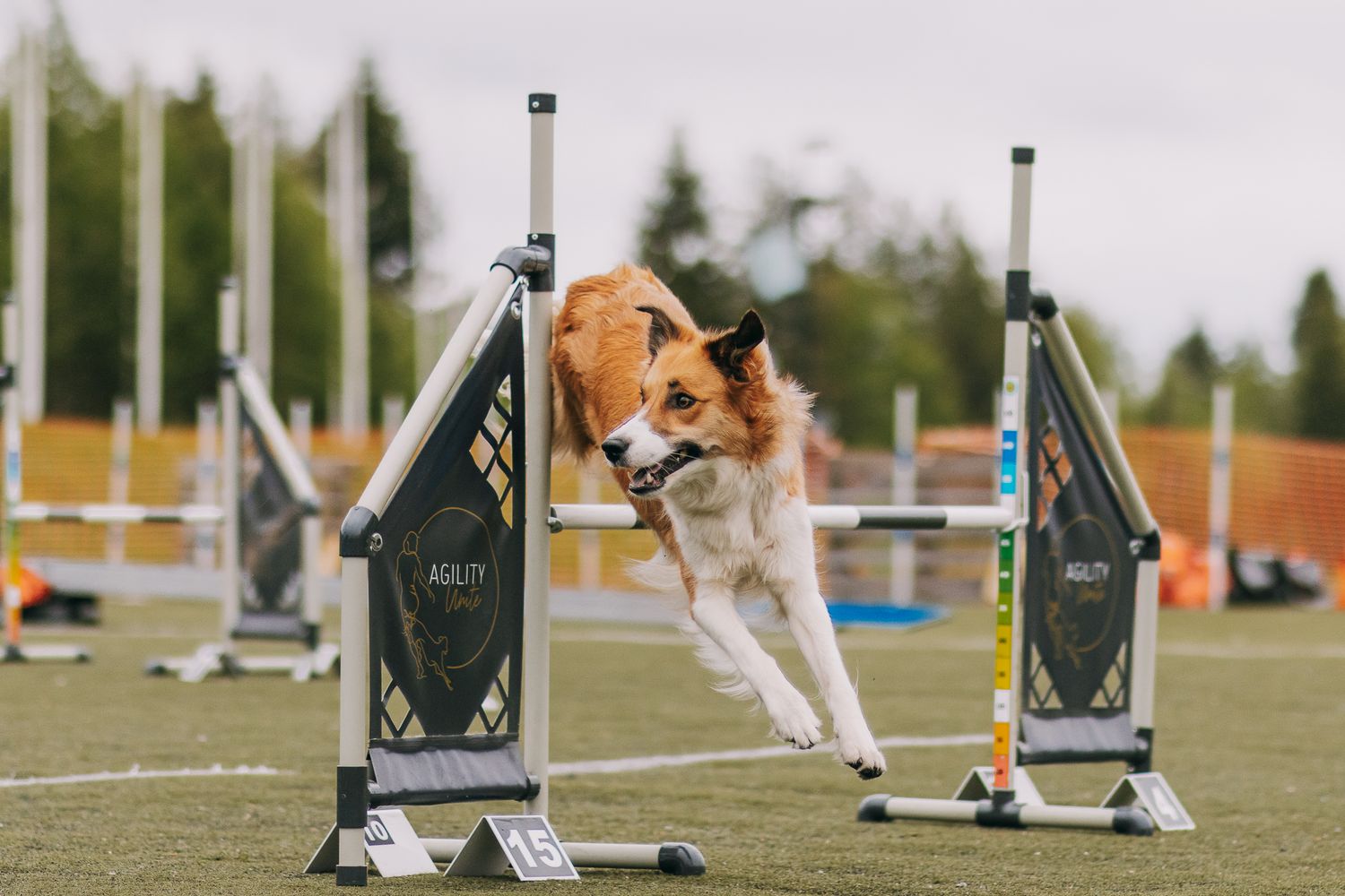 Bordercollie agility