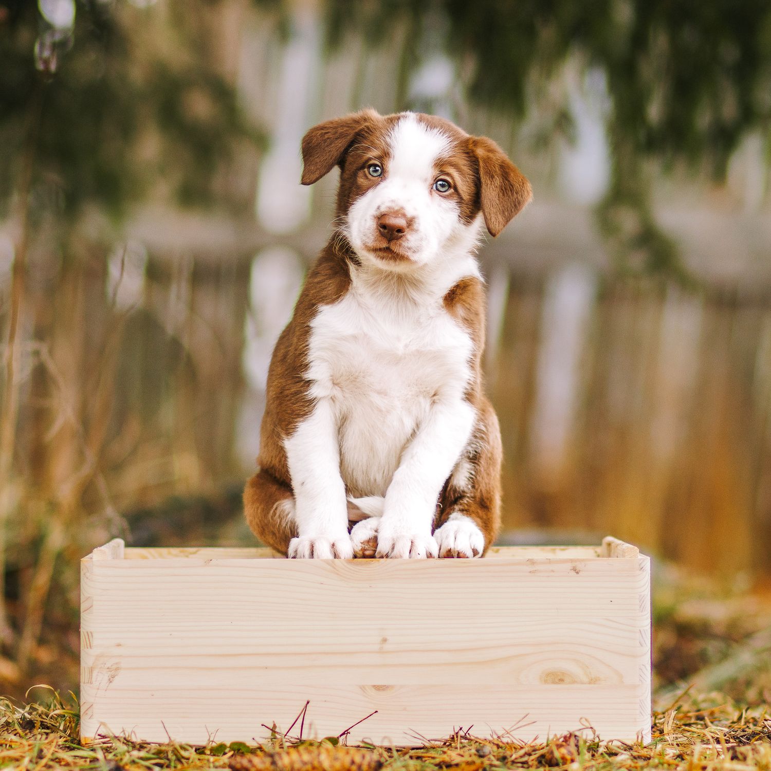 Bordercollie pentu