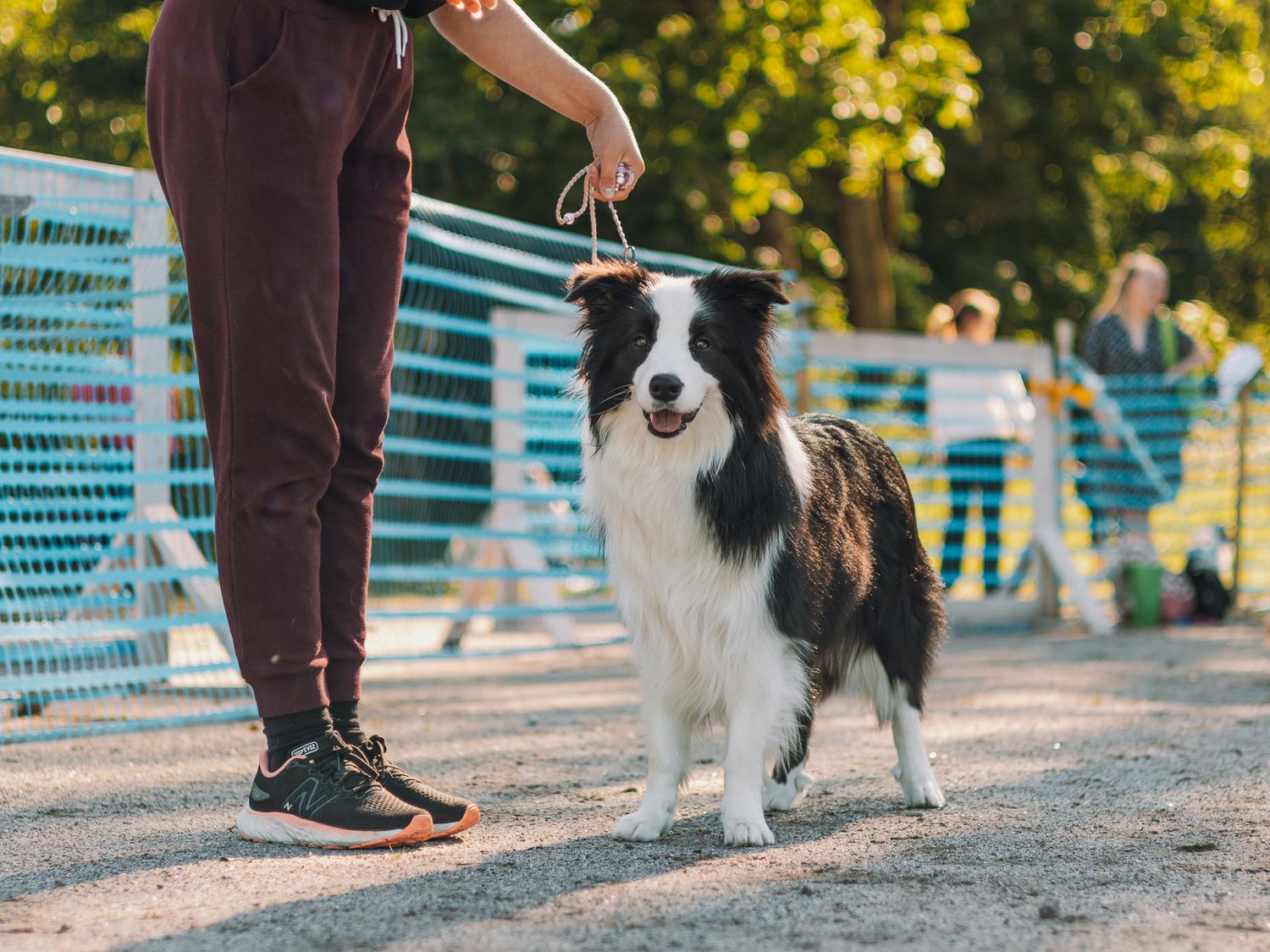 Bordercollie koiranäyttelyissä
