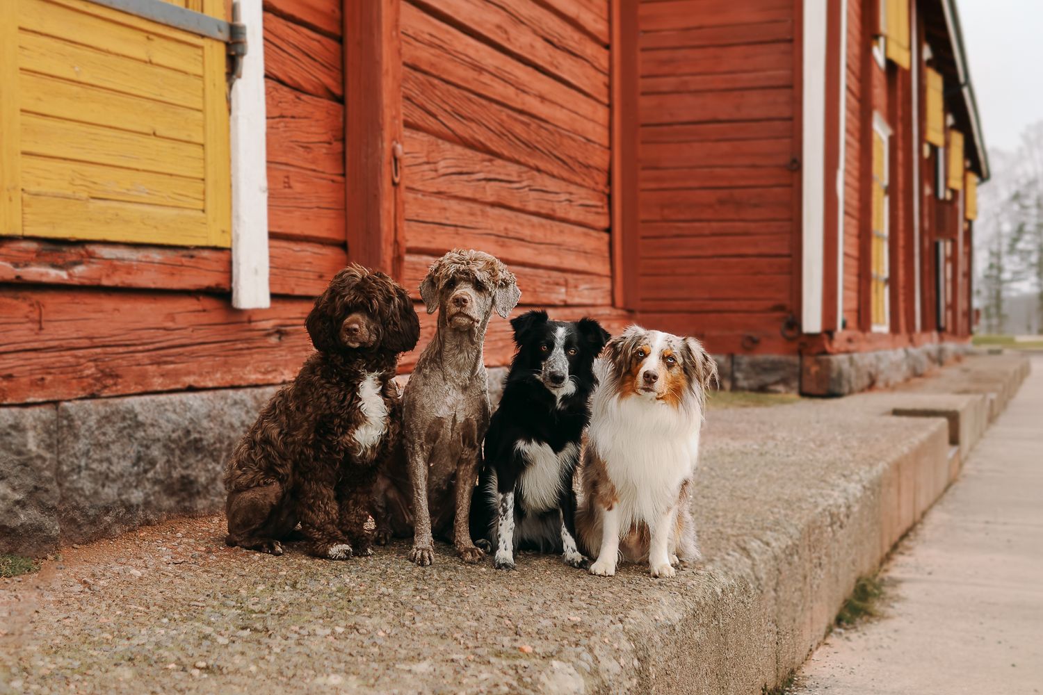 Kaksi portugalinvesikoiraa, bordercollie ja pieniamerikanpaimenkoira kaverikuvassa