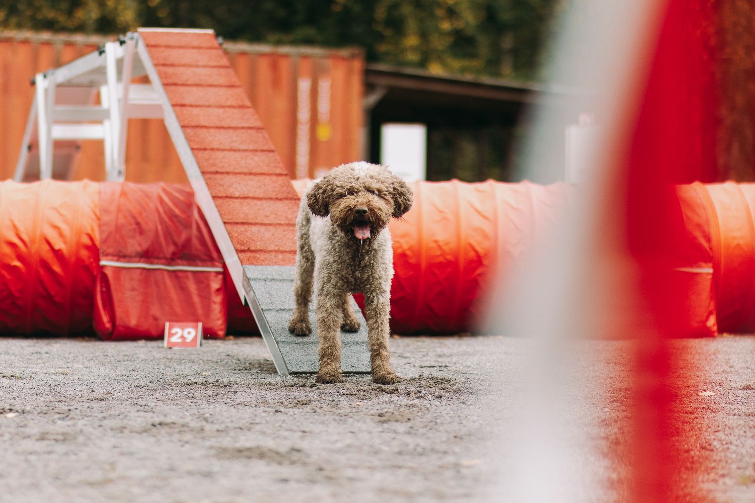 Lagotto romagnolo agility