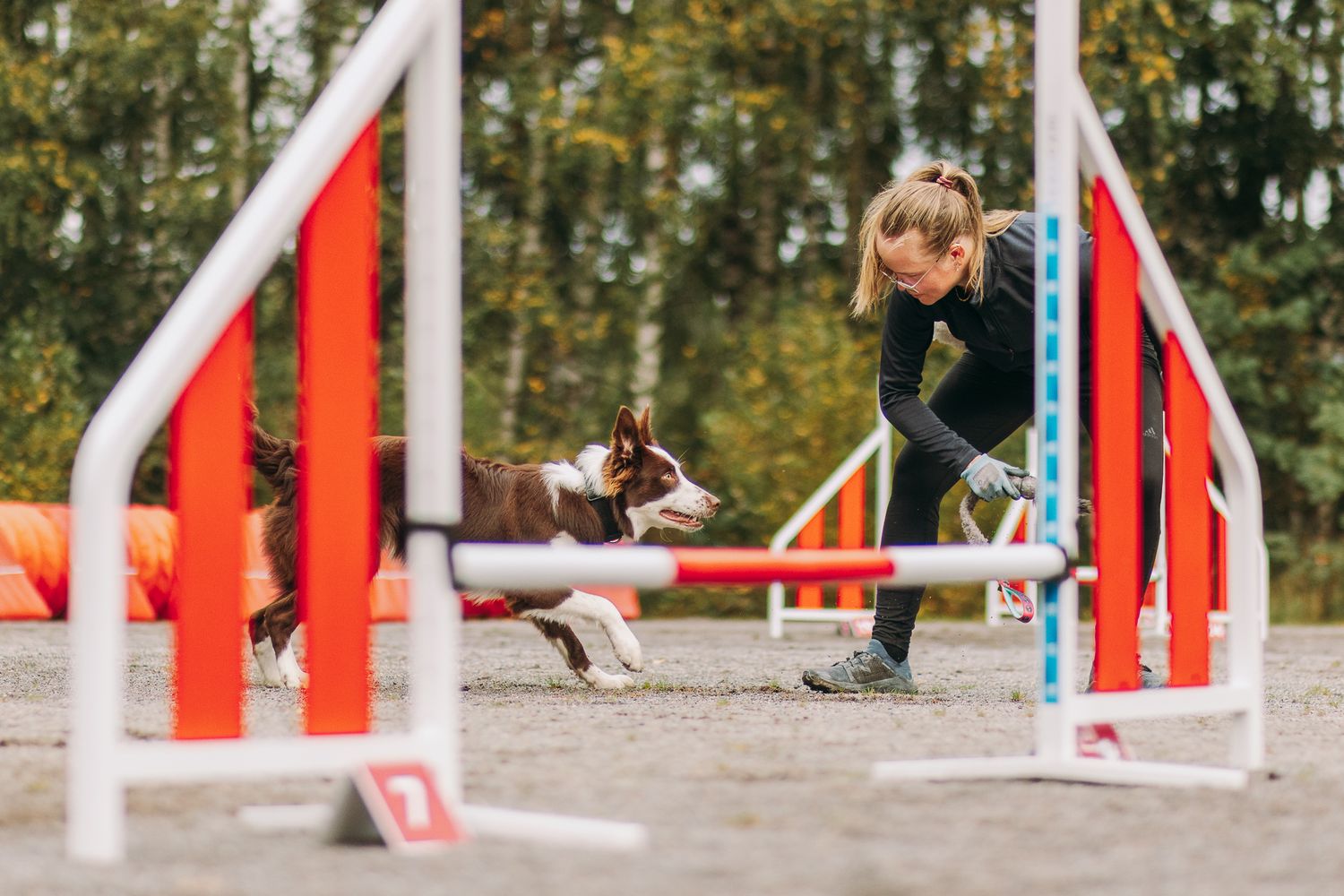 Bordercollie agility