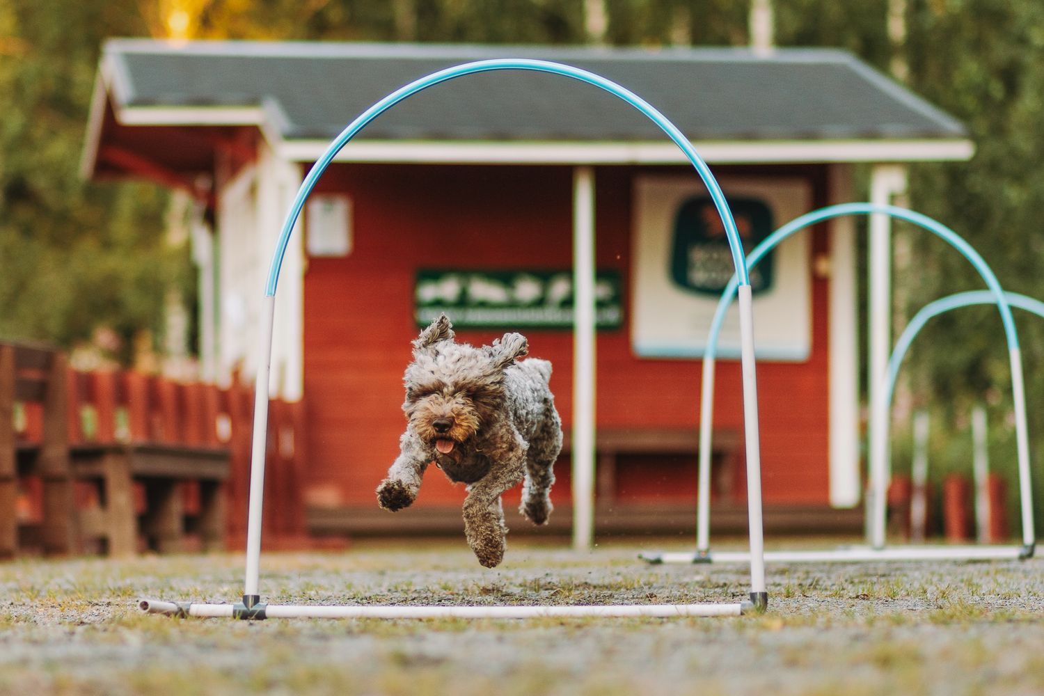 Lagotto romagnolo ja hoopers-esteitä