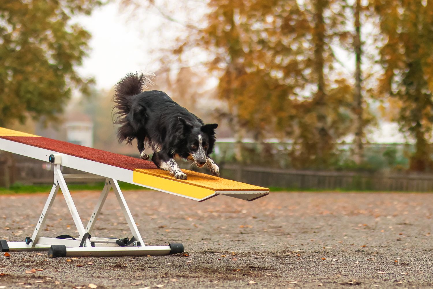 Bordercollie agility keinulla