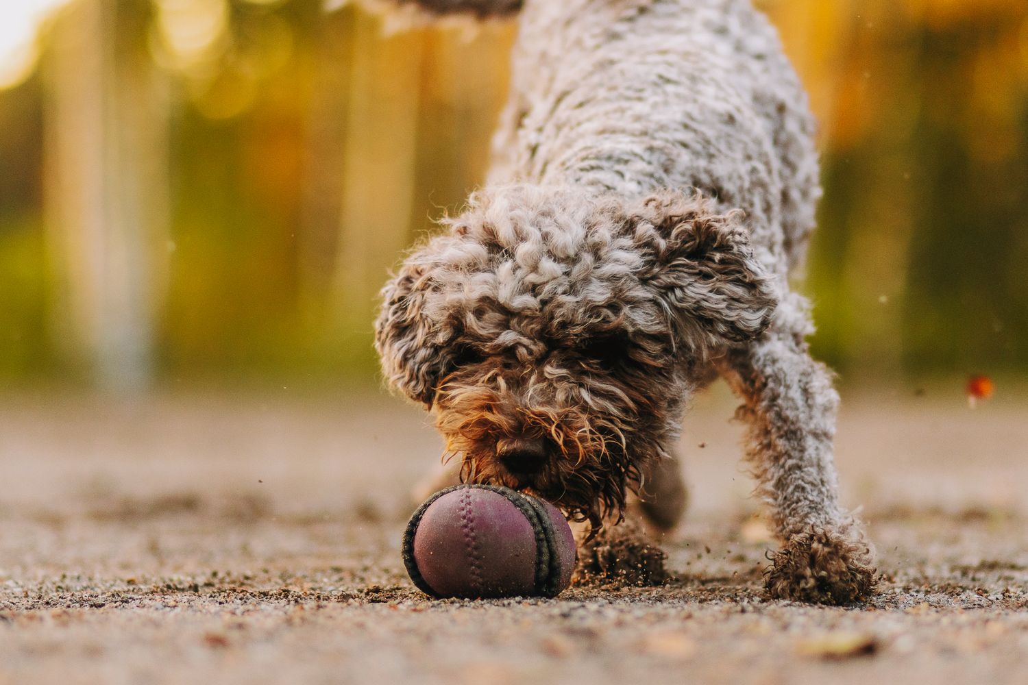 Lagotto romagnolo ja lelu