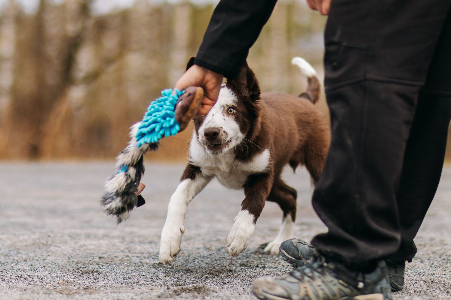 Bordercollie pentu jahtaa lelua