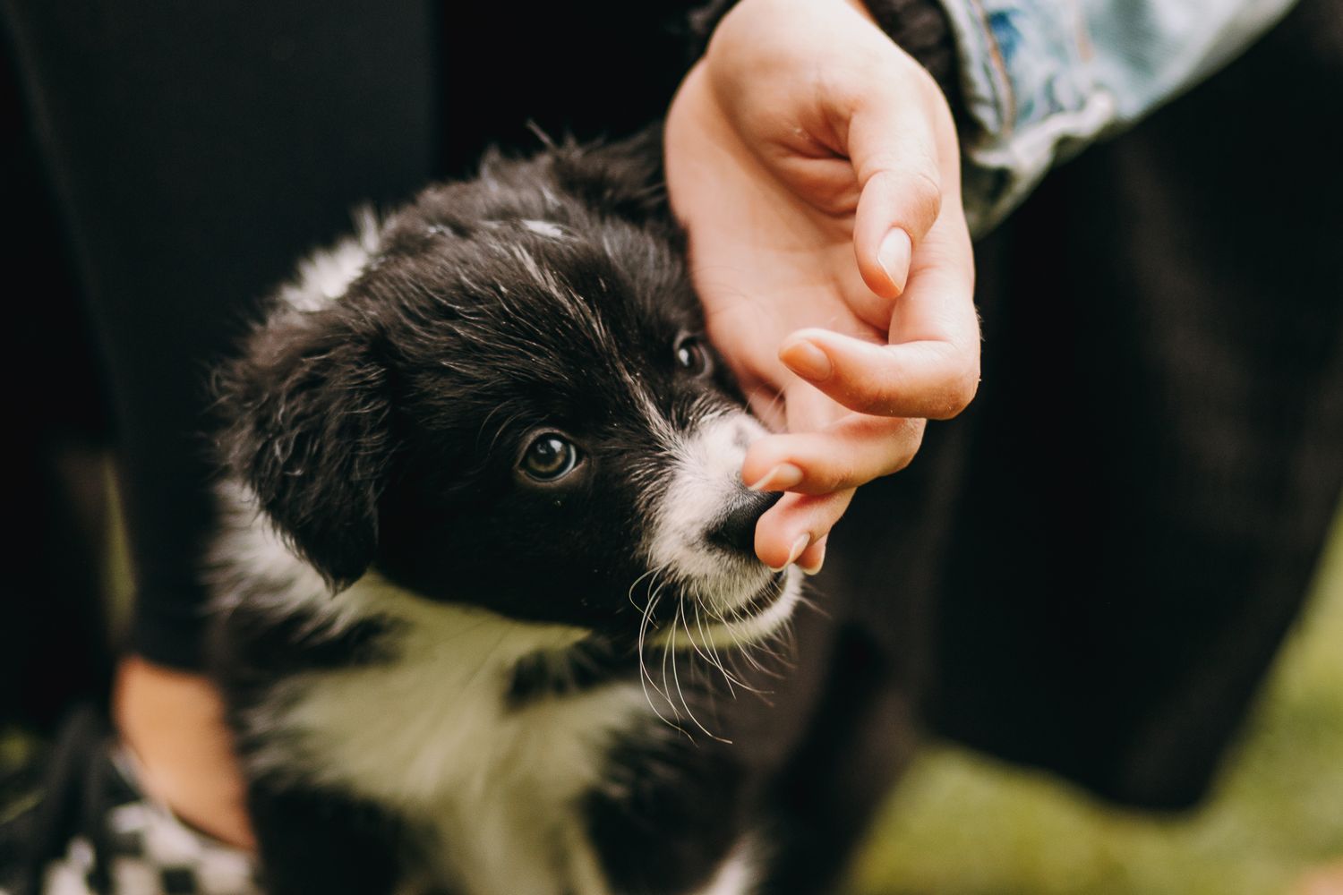 Bordercollie pentu