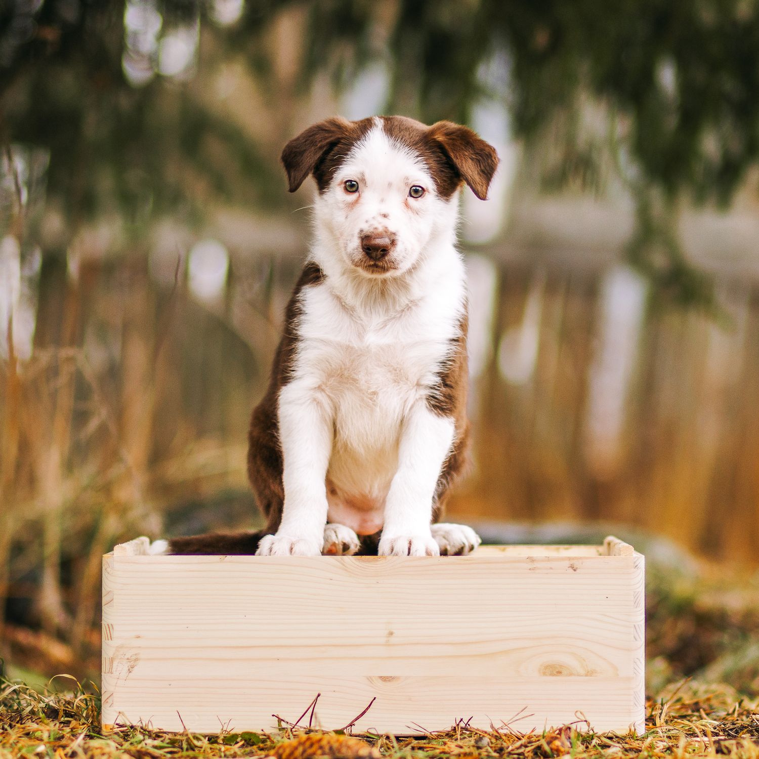 Bordercollie pentu