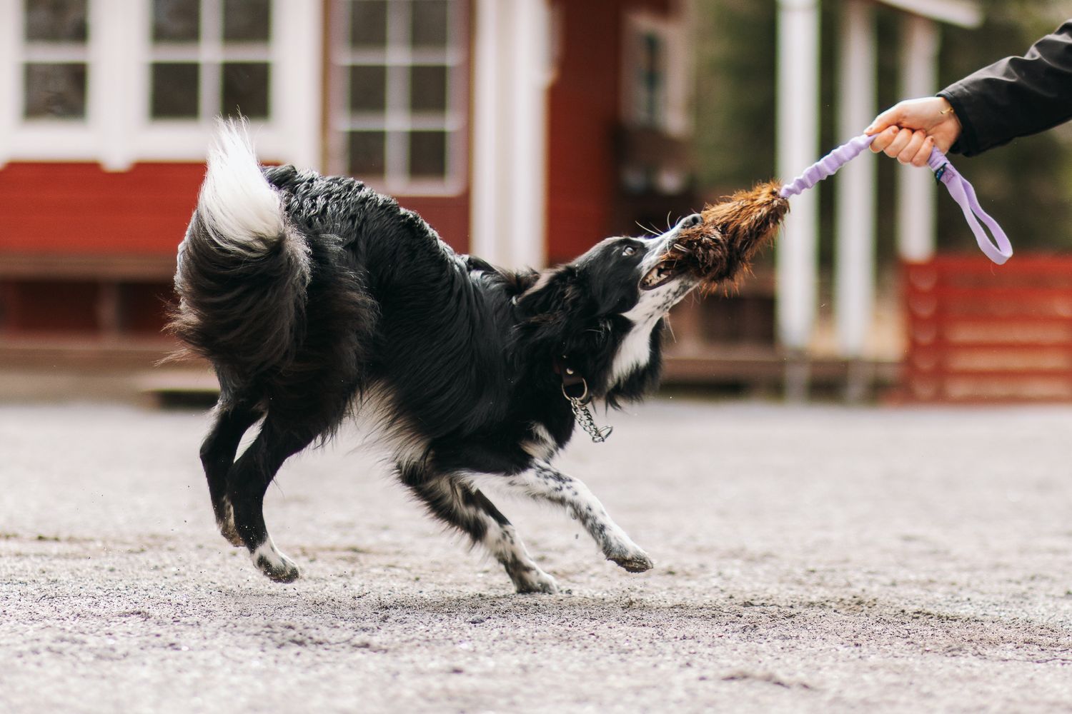 Bordercollie leikkii