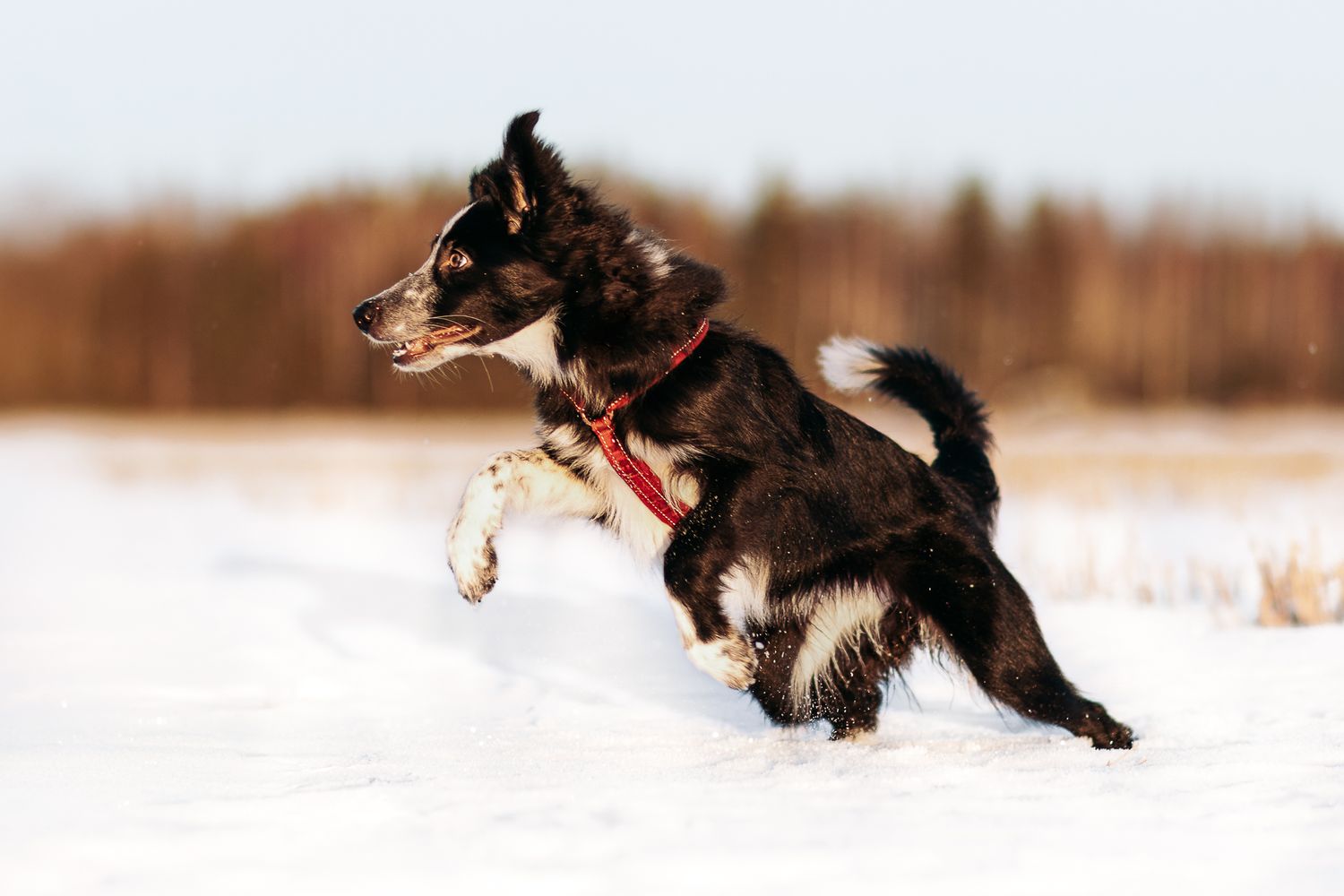 Bordercollie juoksee lumella