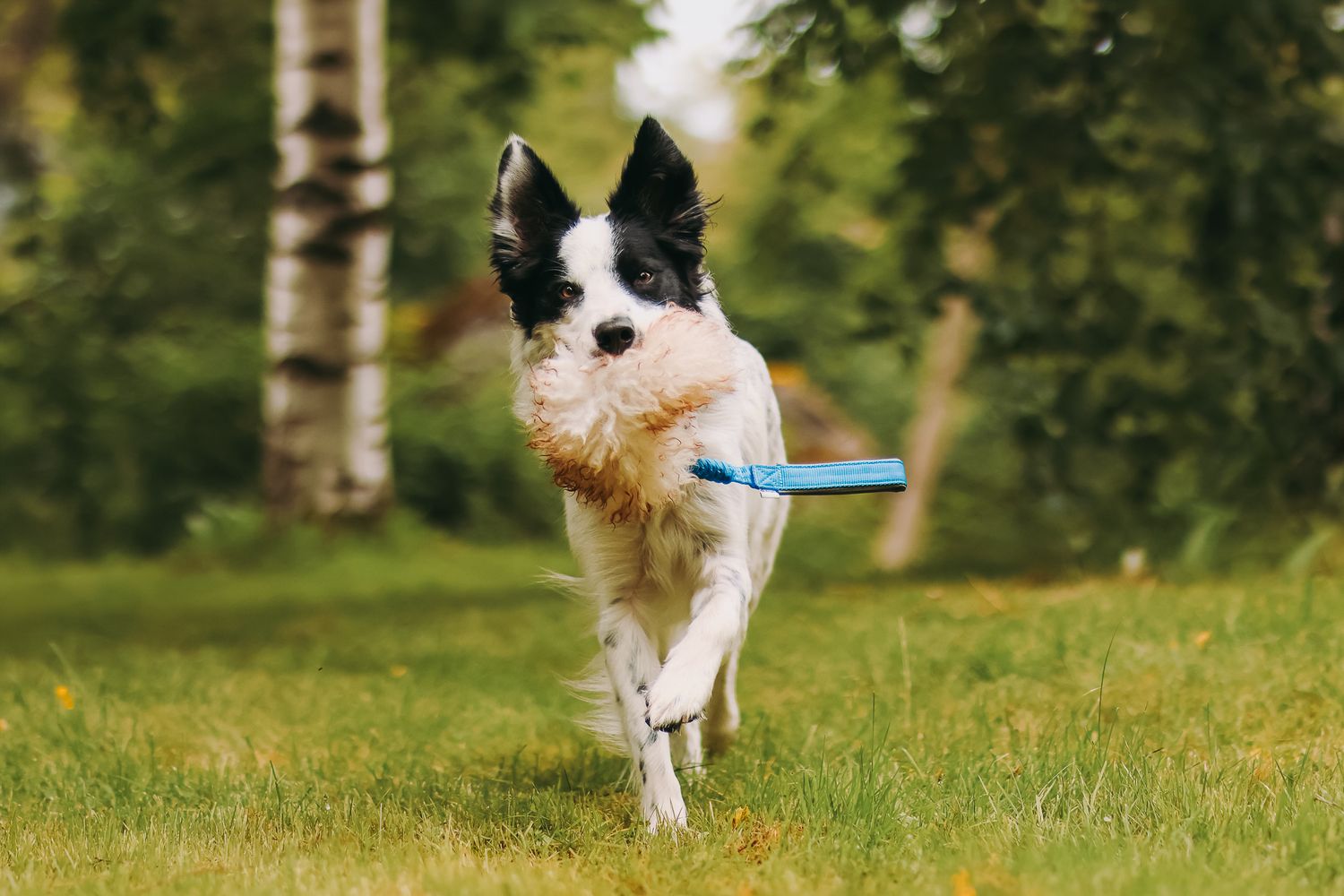 Bordercollie juoksee lelun kanssa