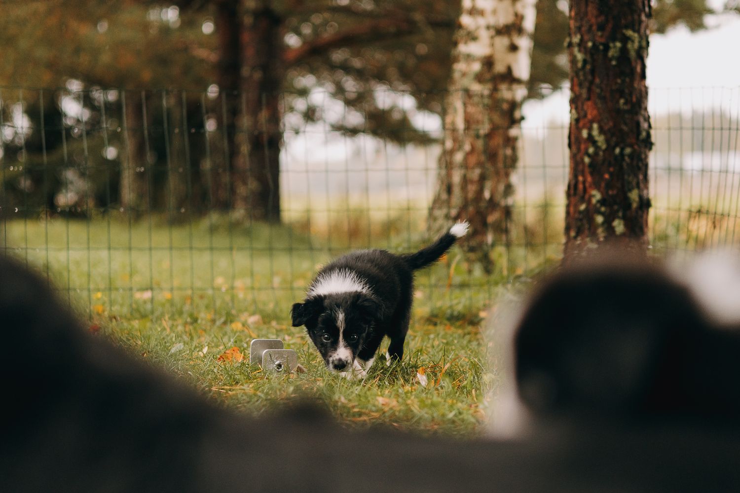 Bordercollie pentu