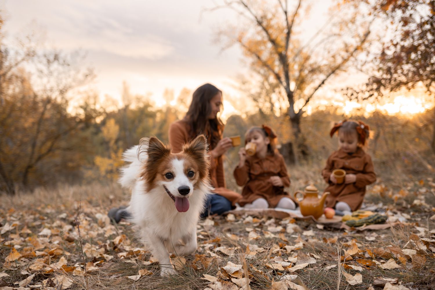 A fluffy Corgi dog poses in autumn leaves while a family enjoys a sunset picnic in a golden forest background.