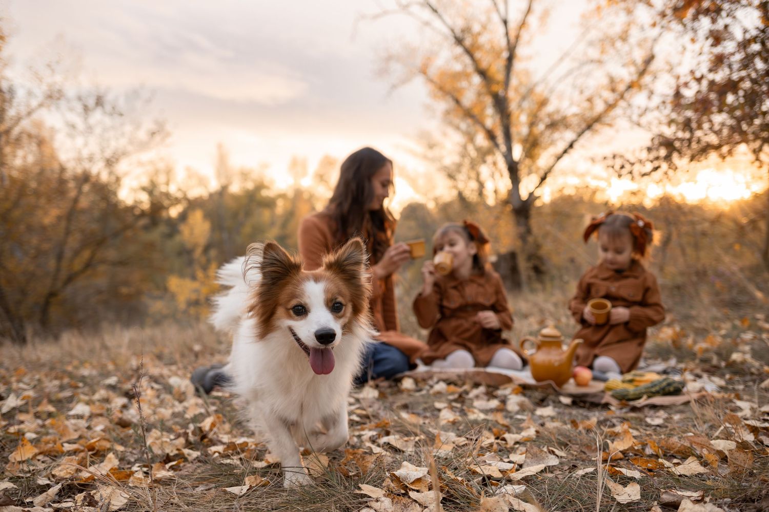 Adorable corgi dogs playing together in autumn leaves at sunset.