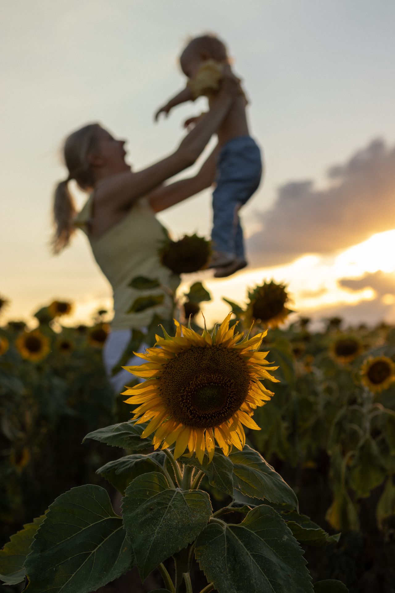 Silhouetted figures playing in sunflower field during golden hour sunset.