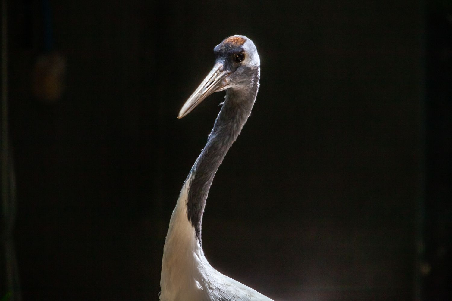 Close-up profile view of a white crane with long neck showing distinctive head and beak features against dark background.
