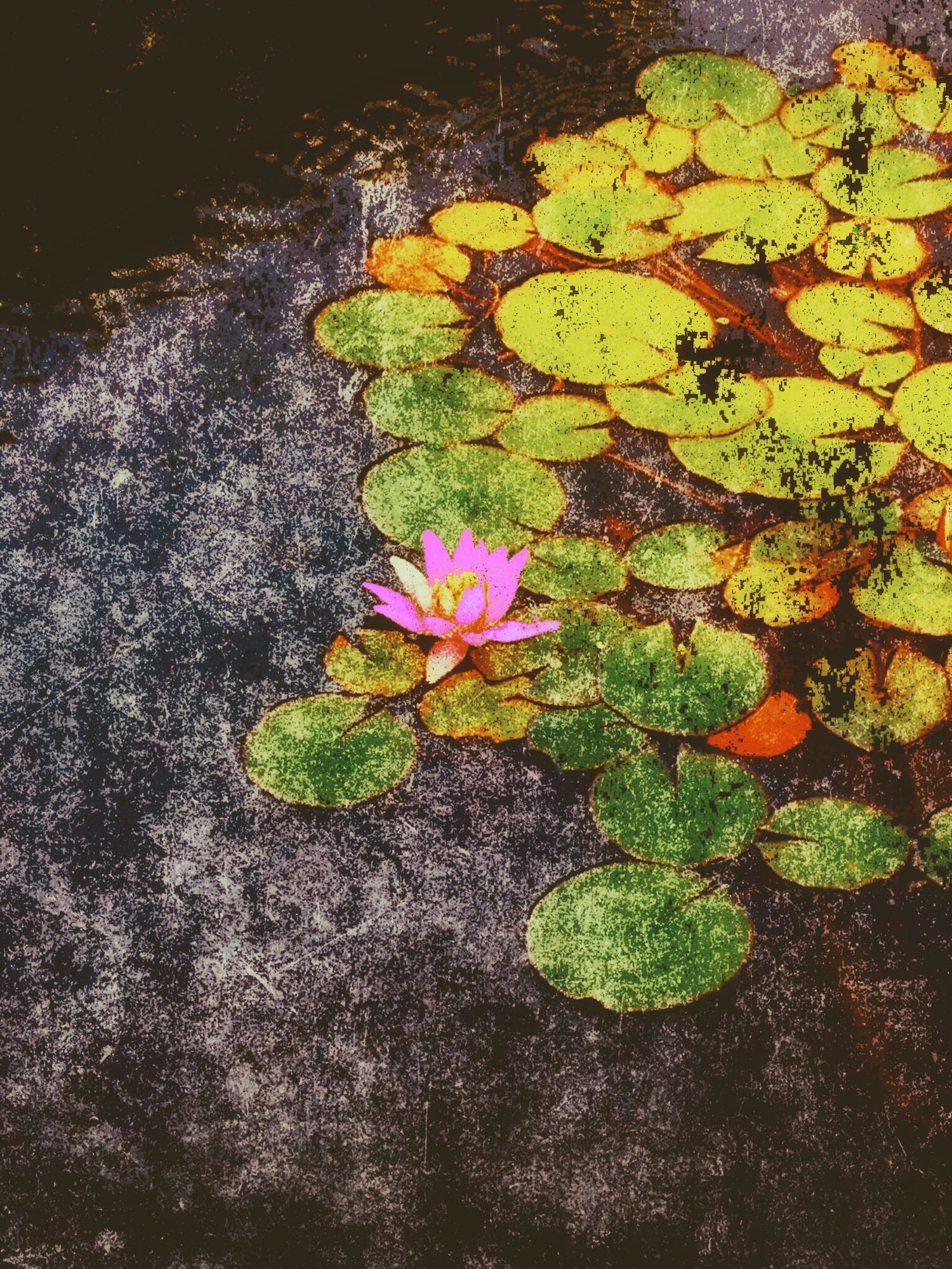 Pink lotus flower blooming among green lily pads on dark water surface.