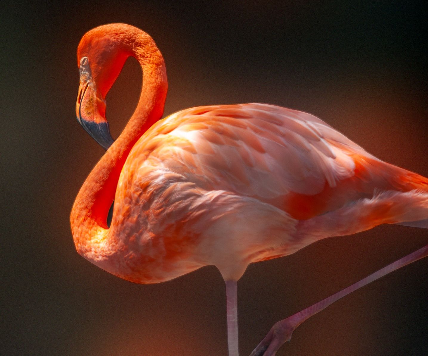 Vibrant pink flamingo with graceful curved neck glowing in dramatic lighting.