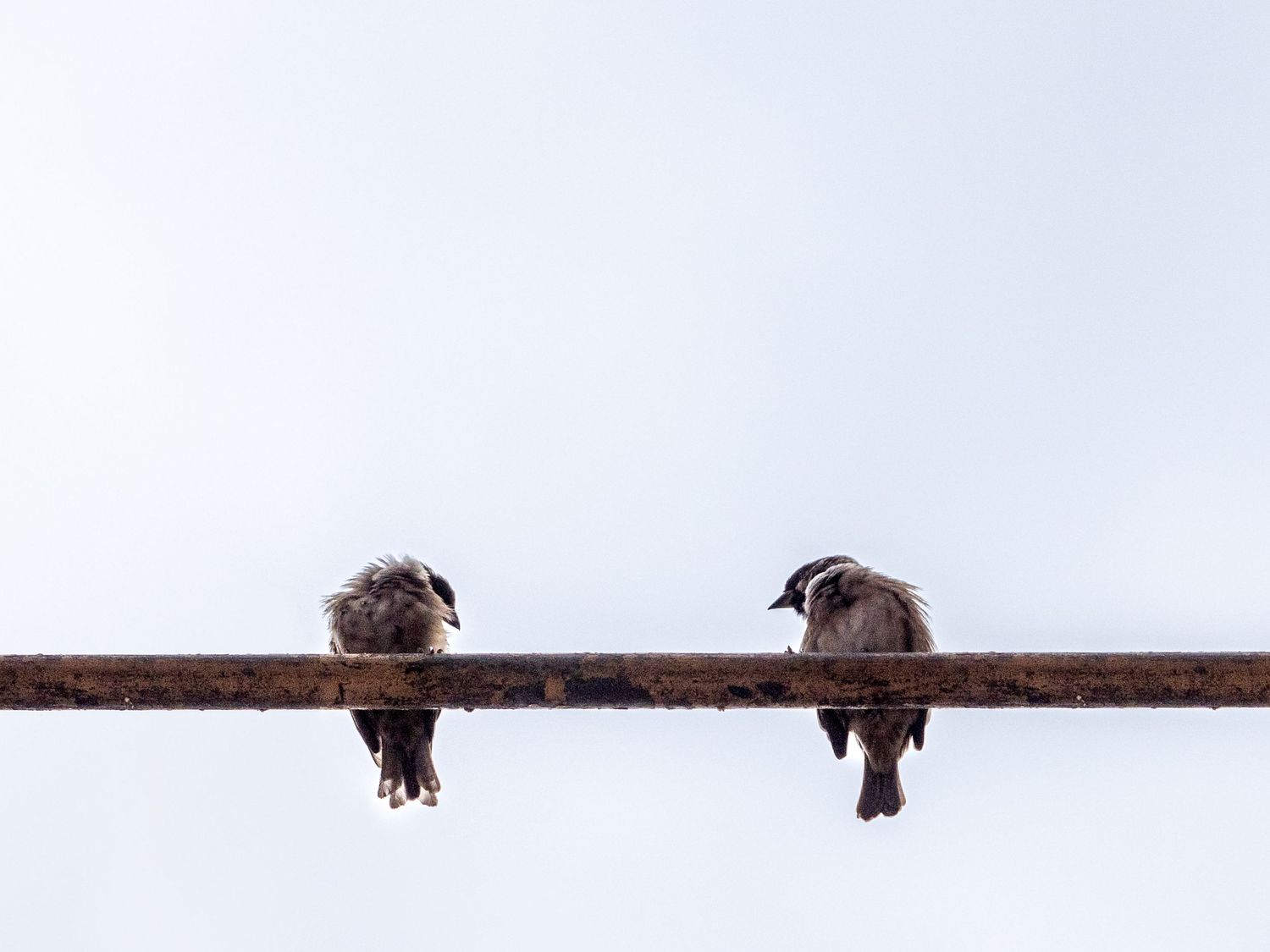 Two small birds sitting on horizontal metal bar with white sky background.