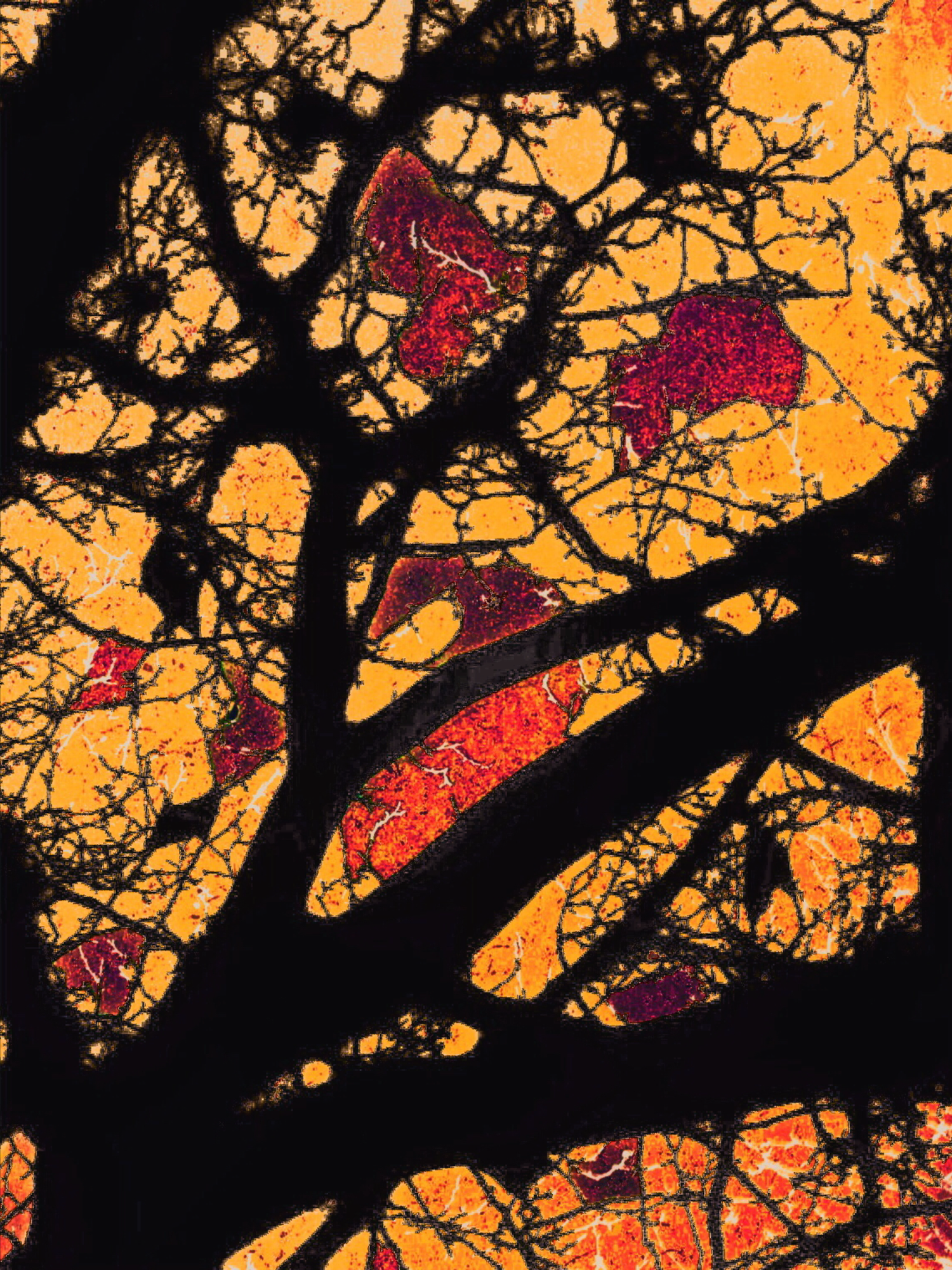 Silhouette of tree branches against orange sky with purple and red accents.