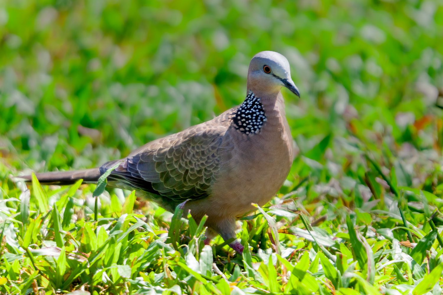 Spotted dove foraging in green grass with its distinctive speckled neckband visible.