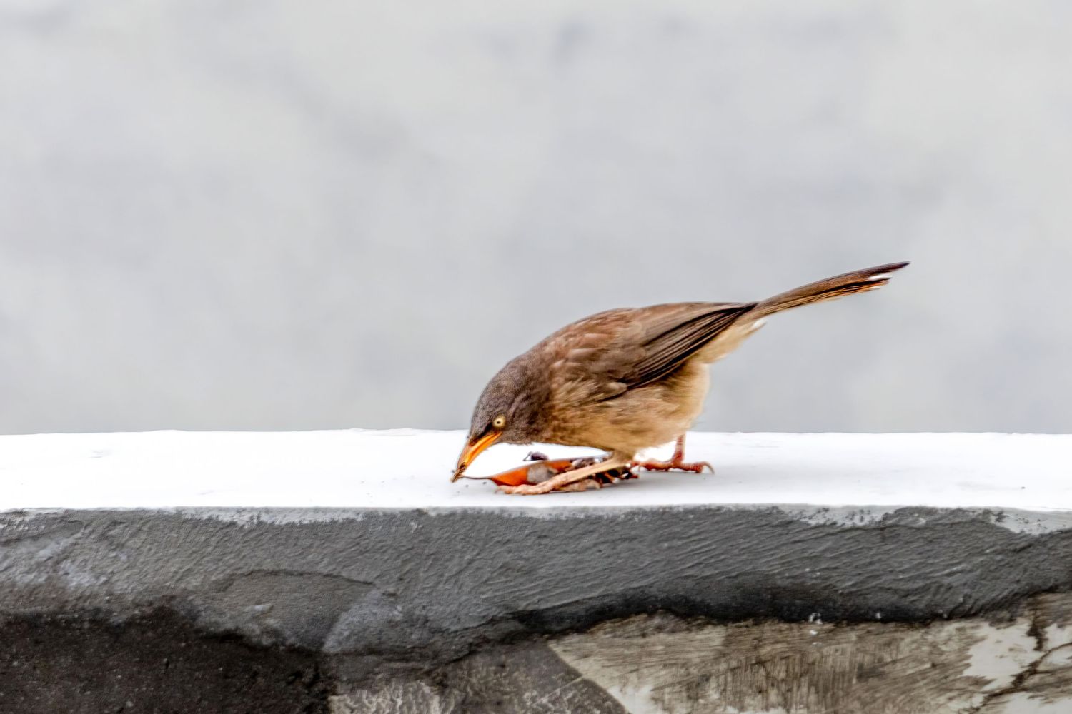 Small brown sparrow feeding on crumbs on a snowy ledge in winter.