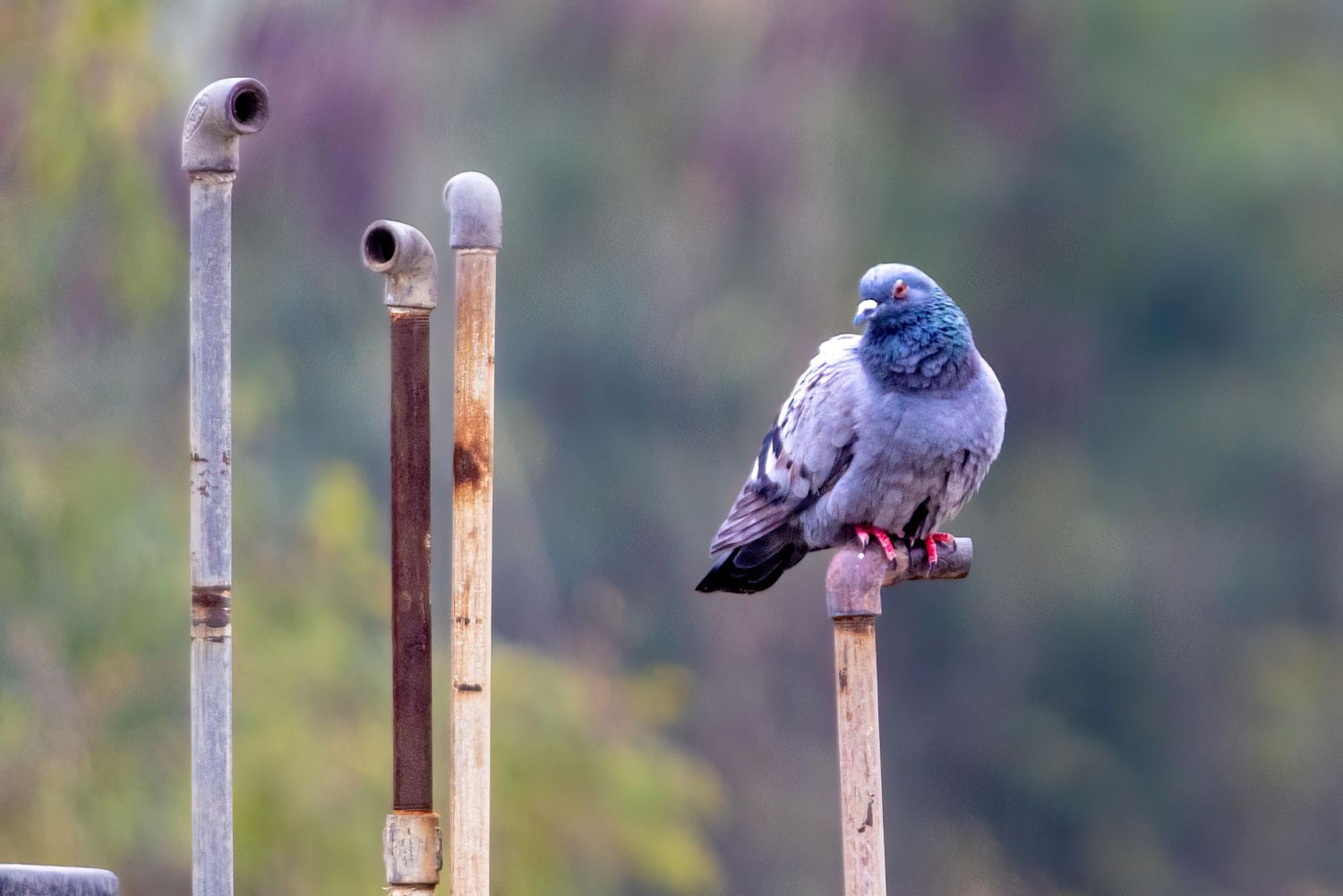 Blue and gray pigeon standing on a rusty pole with two empty poles nearby.