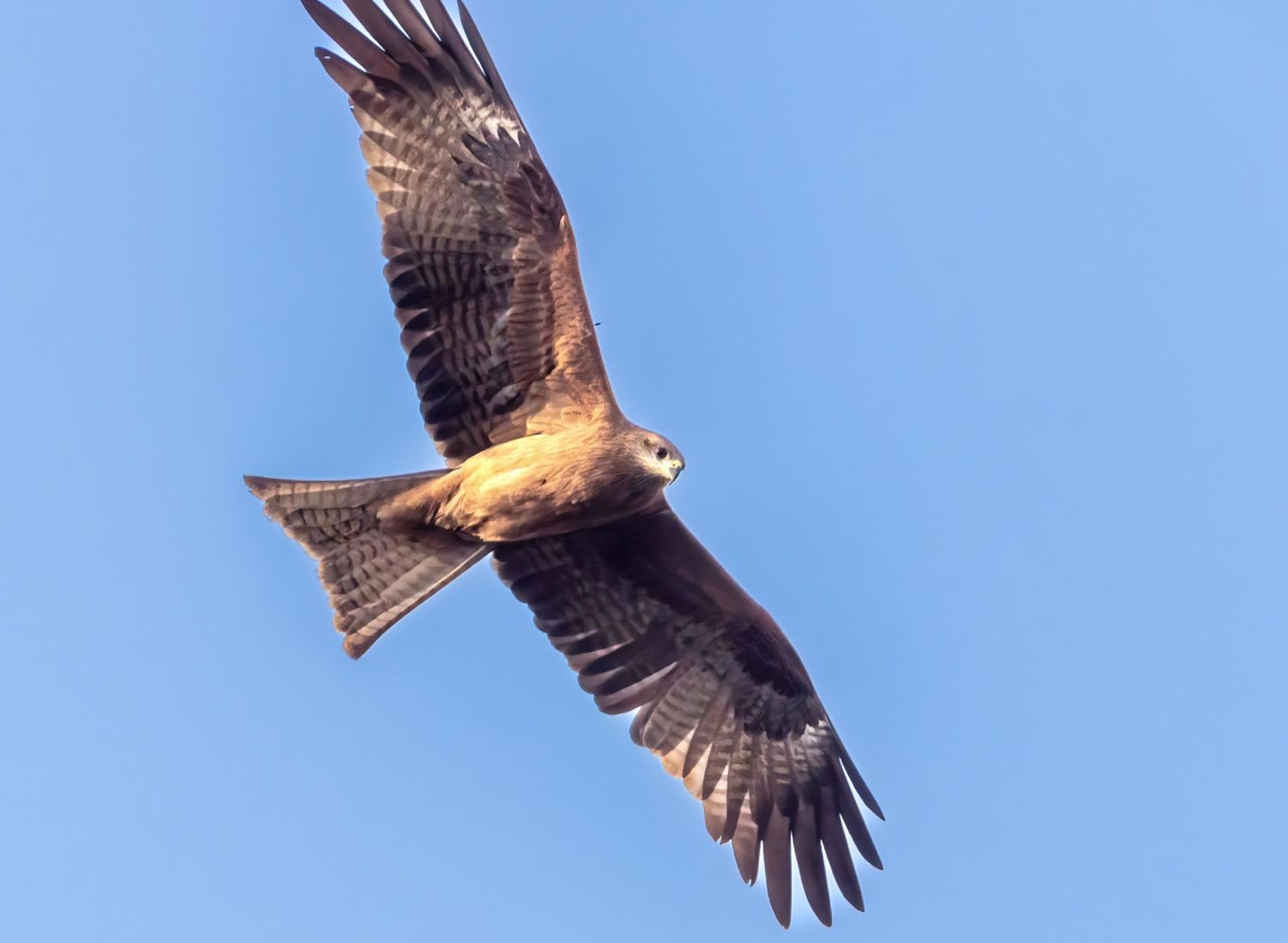 Magnificent red kite bird gliding with spread wings against clear blue sky.