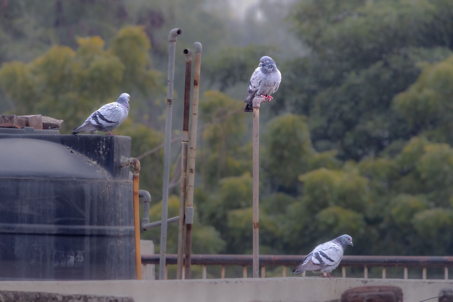 Four pigeons perched on poles against blurry green background.