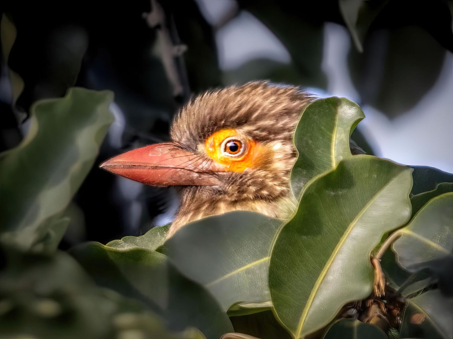 Close-up of a young bird peeking through green leaves with bright orange beak and yellow eye.
