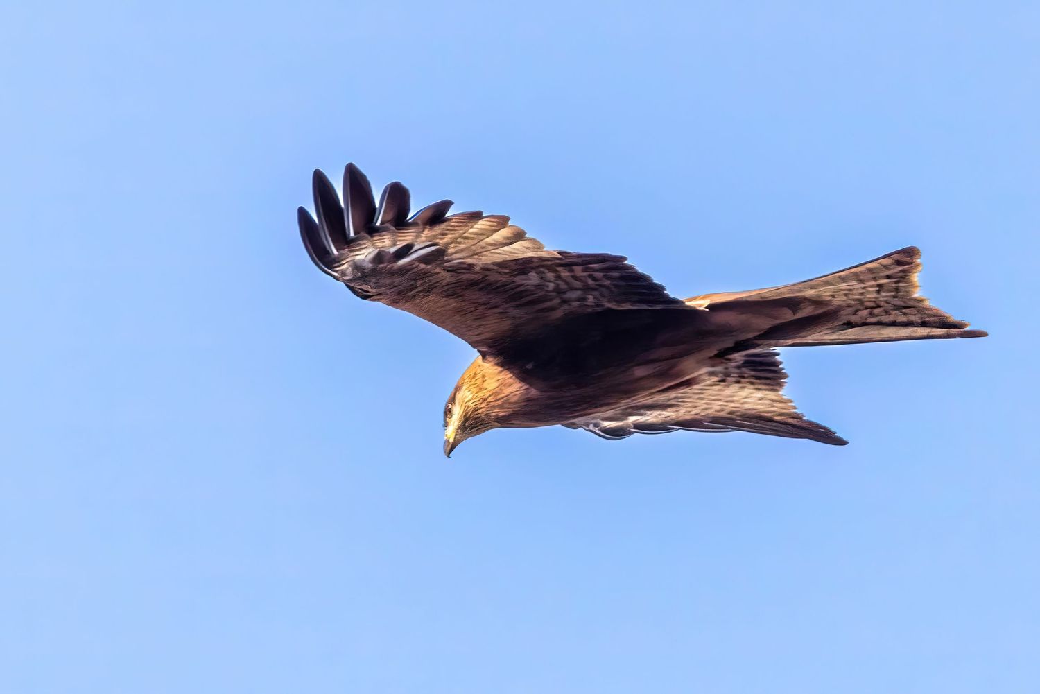 Majestic kite bird soaring through bright blue sky with wings spread wide.