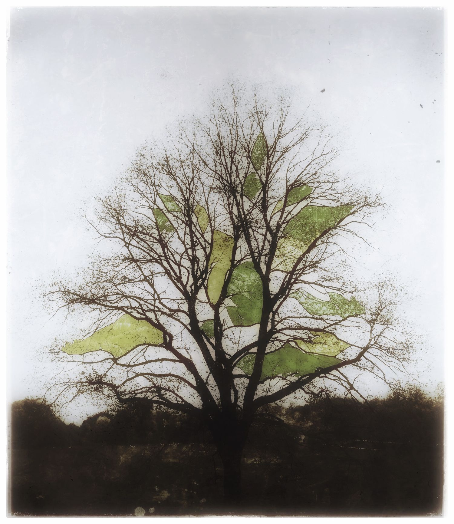 Silhouette of a bare winter tree with subtle green hints against a light gray background.