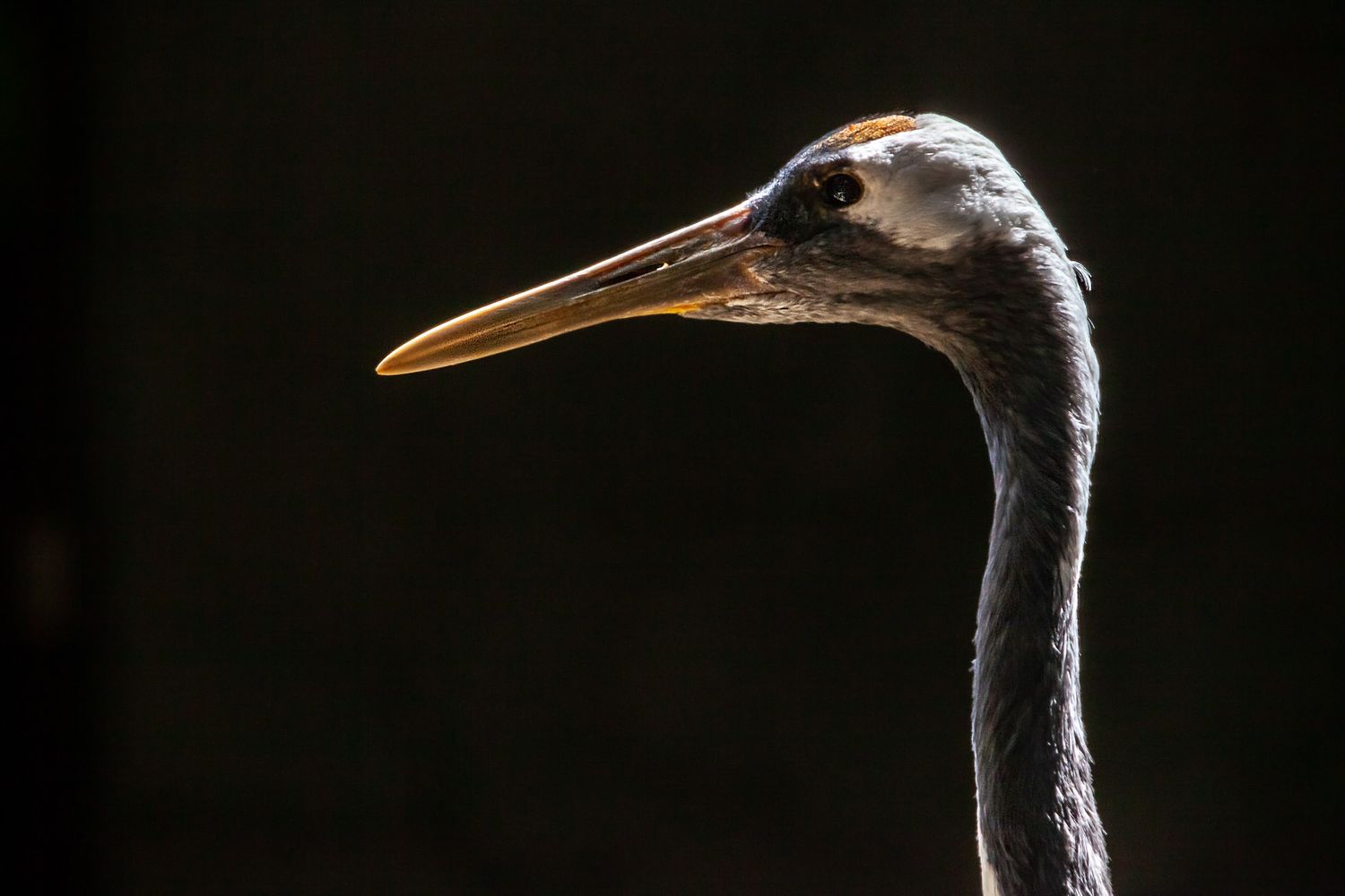 Side profile of a crane's head and long beak silhouetted against a dark backdrop.