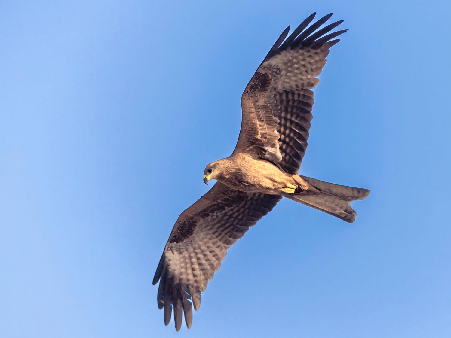 Raptor bird with distinctive forked tail soaring against bright blue sky.