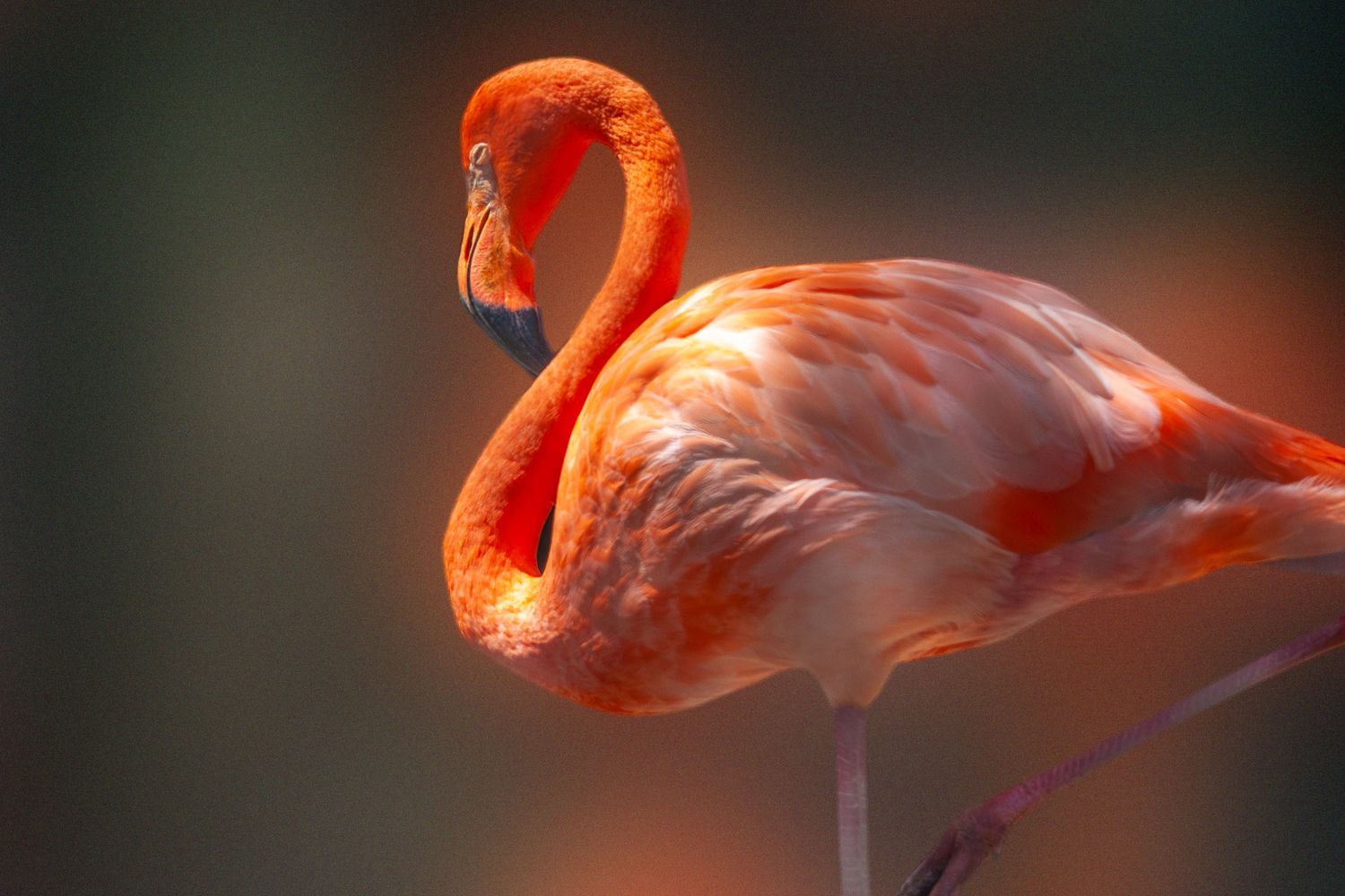 Close-up of orange flamingo with soft focus background in warm lighting.