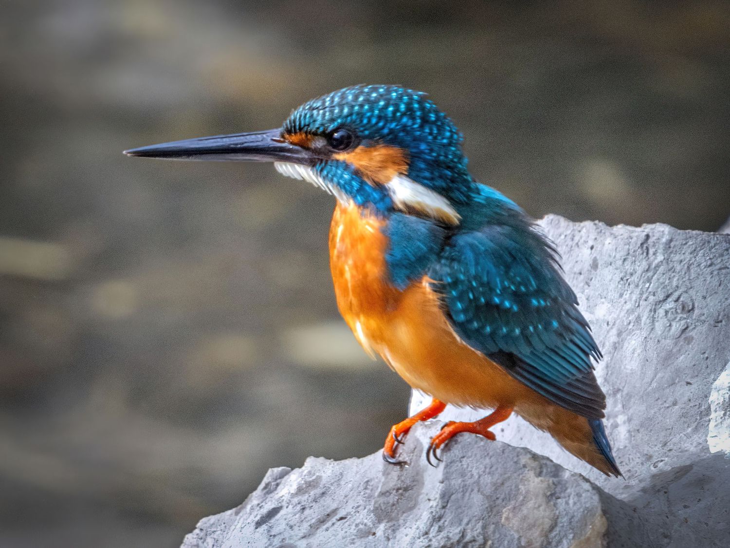 Close-up of kingfisher with bright blue and orange plumage perched on rock.
