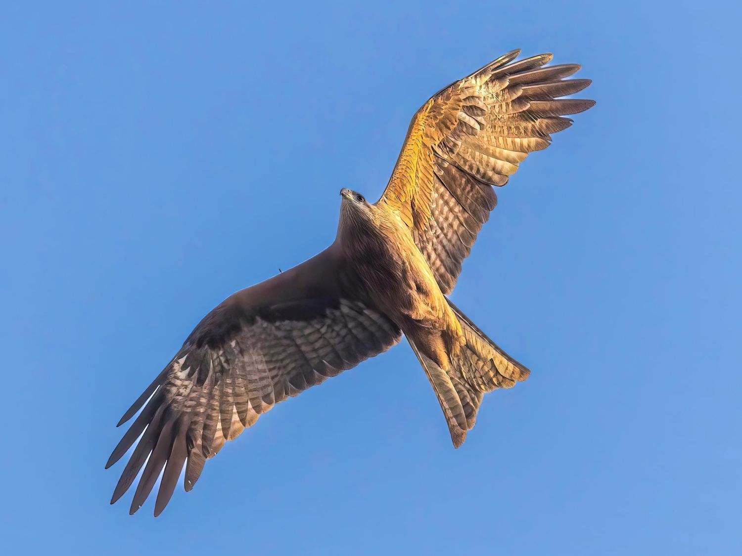 Brown and tan kite bird soaring with outstretched wings in golden sunlight.