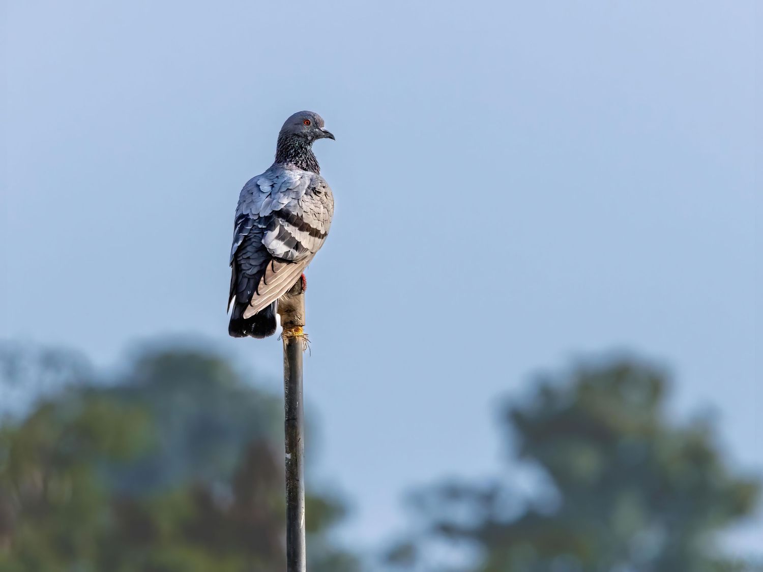 Gray pigeon perched on a thin metal pole against a blue sky background.