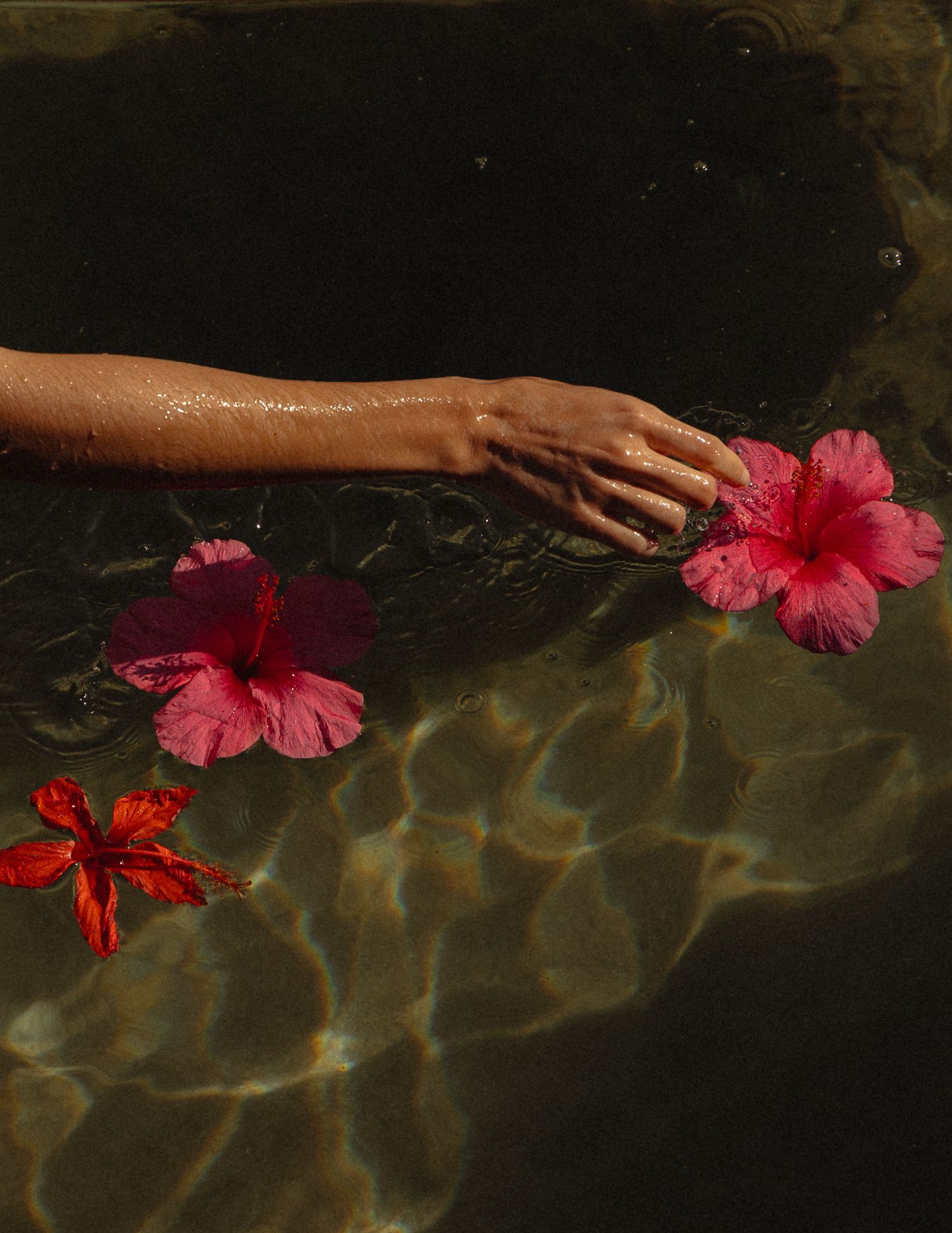 Hand reaches across dark water holding vibrant pink hibiscus flowers.