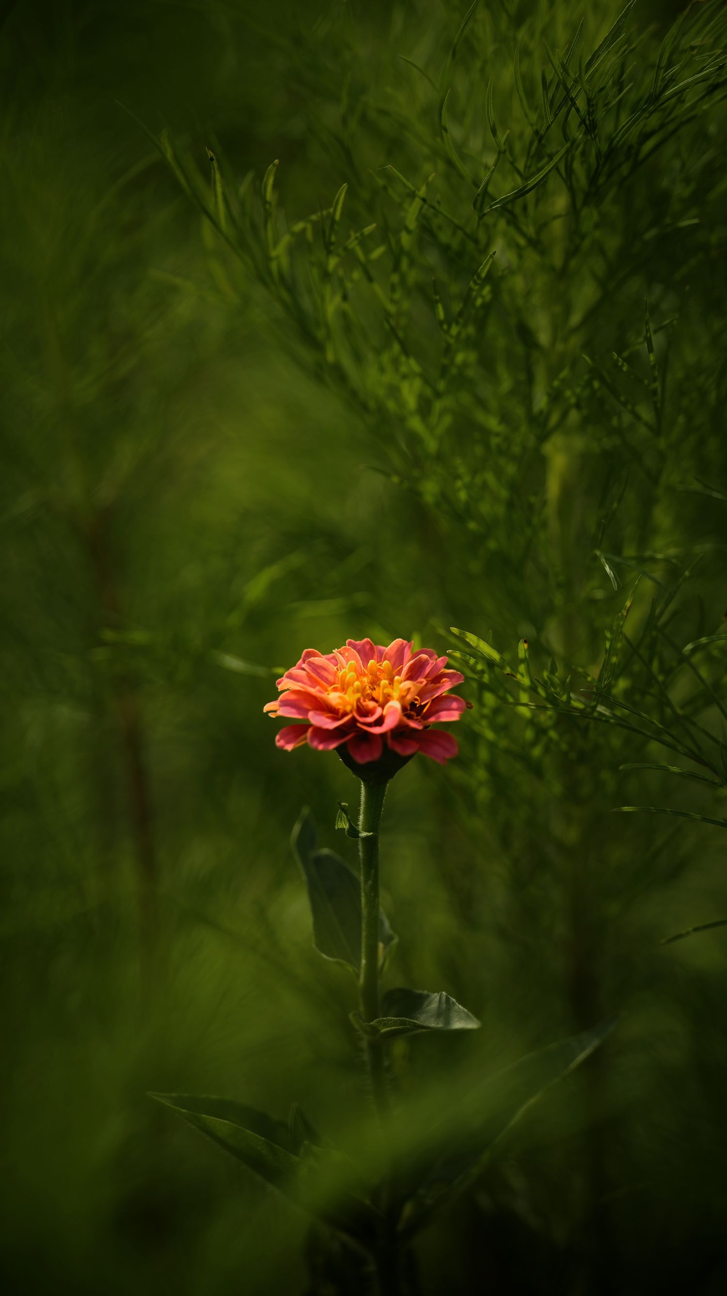 Fleurs
